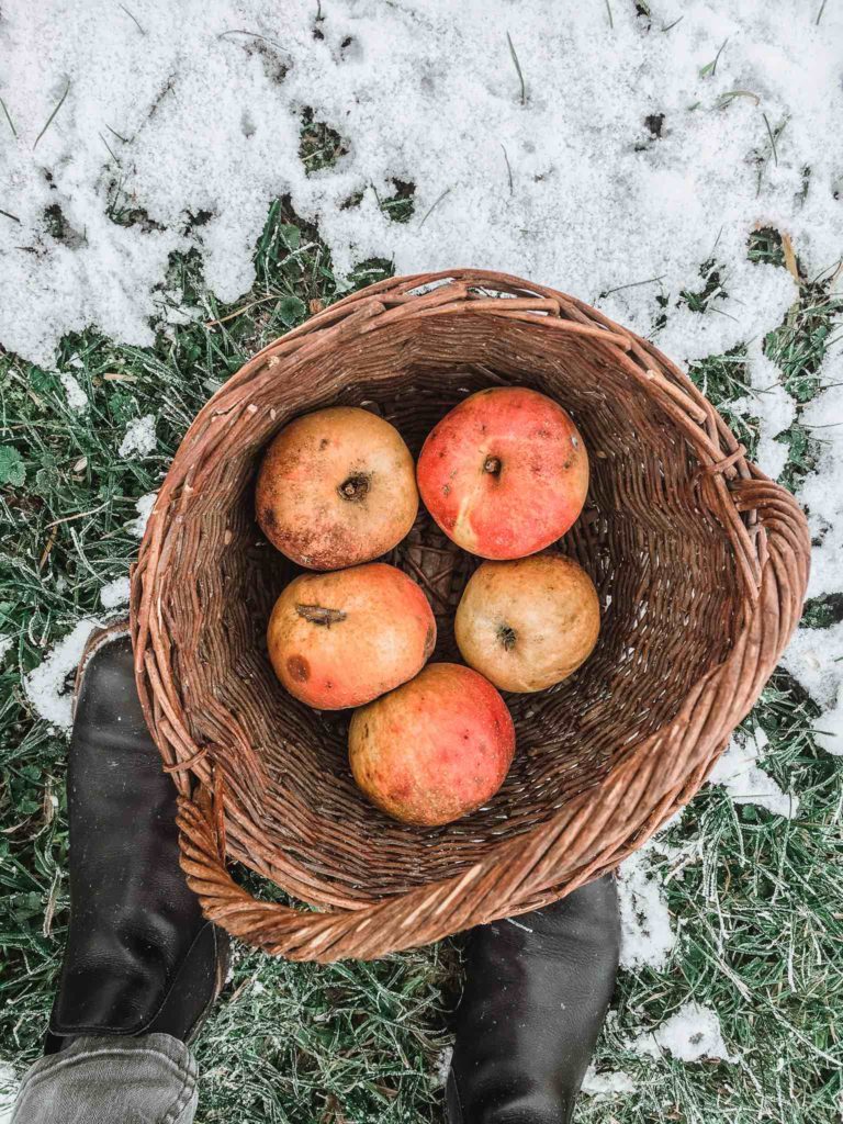Saisonales Obst im Winter sind Lageräpfel